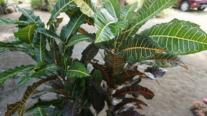 Fototapeta premium Beautiful green leaves that are very lush. Suitable as a wallpaper or for printing 