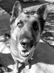 Fotografia de ovejero aleman en blanco y negro