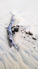 dead tree in the sand