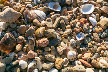 Muschelstrand am Rhein
