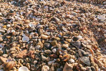 Muschelstrand am Rhein mit viel Kies