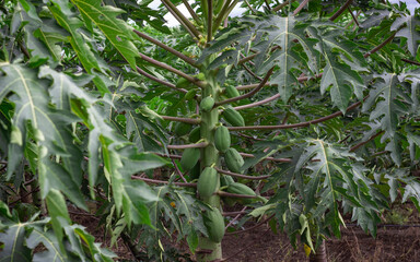Obraz premium Photograph of a papaya crop with fruits and green leaves.