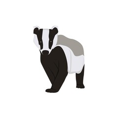 Obraz premium Badger Illustration