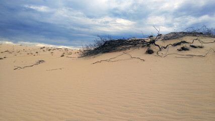 Fototapeta na wymiar dead tree in the sand