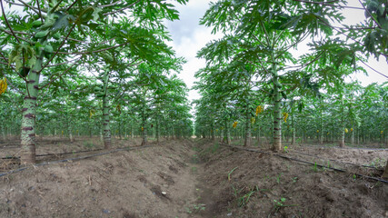 Photograph of a papaya crop with fruits and green leaves.