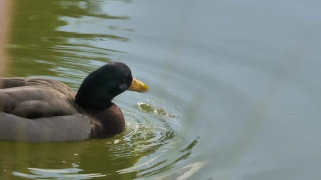 Beautiful nature scene of duck swimming