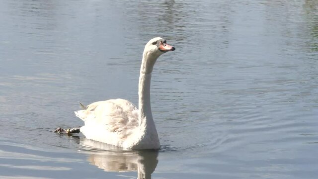 les cygnes sur les rives de la rivi&egrave;re , reflection miroirs