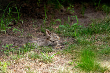 Young wild rabbit on pasture