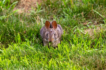 Young wild rabbit on pasture