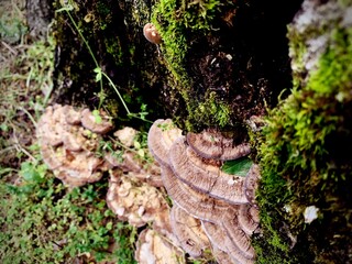 moss on tree