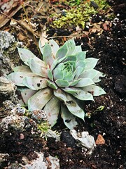 Hens and chicken succulent on the ground
