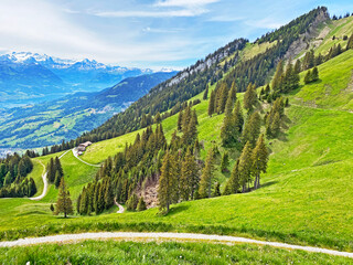 Evergreen forest or coniferous trees on the slopes of the Pilatus massif and in the alpine valleys...