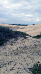 sand dunes on the beach