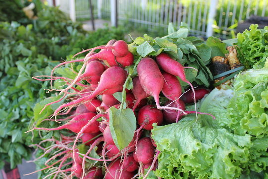 Fresh radishes from the farmer's market