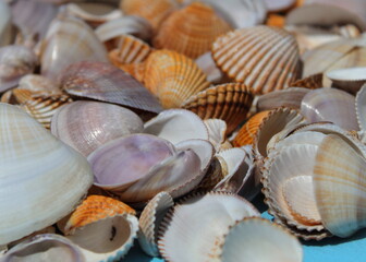 Bunch of seashells on a blue background
