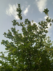 trees and sky