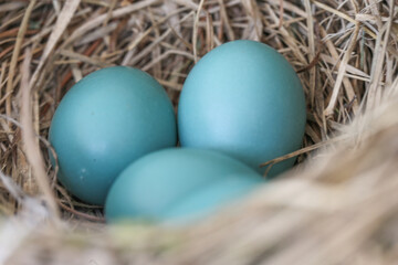 Fototapeta na wymiar Three and a bit bright blue robin eggs in nest