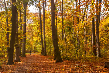 Obraz premium Park photographed in Cologne, Germany. Picture made in 2009.