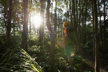 Fototapeta premium Woman hiker hiking in summer sunrise forest mountain