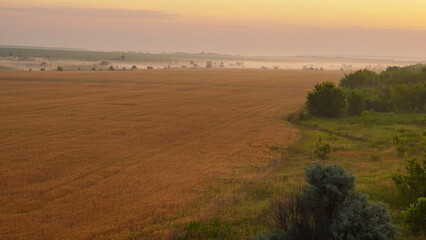 Fototapeta na wymiar Colorful sunset over wheat field.