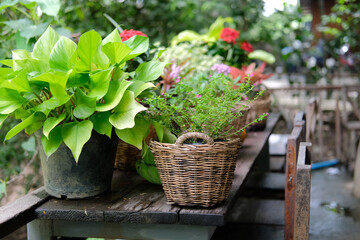 flower & plant leaves in wicker basket decorating on terrace balcony