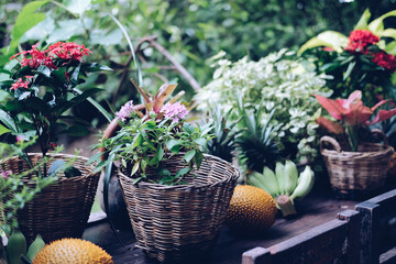 Fototapeta na wymiar flower & plant leaves in wicker basket decorating on terrace balcony