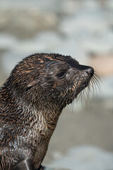 Close up of a New Zealand Fur Seal Pup