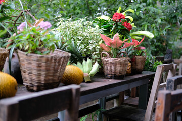 flower & plant leaves in wicker basket decorating on terrace balcony