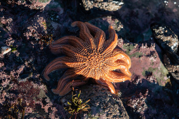 A Reef star also known as a pekapeka starfish in New Zealand