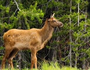 calf in yellowstone national park