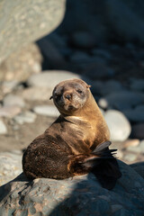 Naklejka premium A New Zealand Fur Seal pup resting on rocks in the sun 