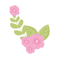 pink flowers with leaves design, natural floral nature plant ornament garden decoration and botany theme Vector illustration