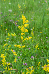tiny yellow blossoms of a ladys bedstraw