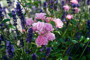 close-up of pink flowering roses in lavender flowerbed
