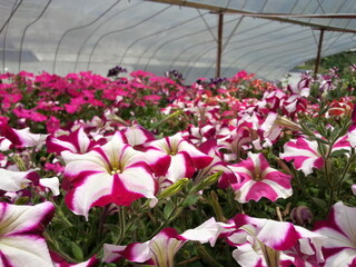 Hybrids Petunia, pink and white colour