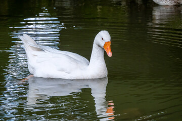 Domesticated grey goose, greylag goose or white goose swims in a lake with green water.