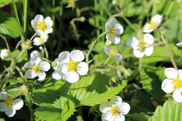 Small wild strawberry flowers in the sun