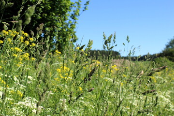 Fototapeta na wymiar Summer sunny morning in the countryside with forest, field and tall grass