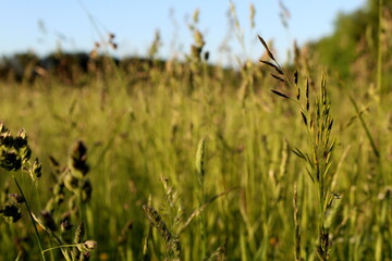 Tall grass photographed from bottom to top