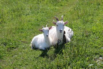 Goat with a kid lie on the grass in the sunlight