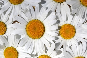 Texture closeup white daisy flowers summer day