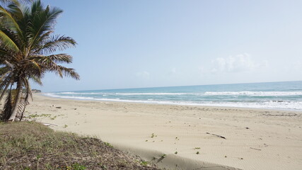 tropical beach with palm trees