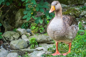 Naklejka na ściany i meble The wild greylag goose walks along the green shore of the pond