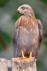 The common buzzard Buteo buteo bird of prey sits on branch in the aviary