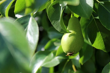 Young little pear grows on a tree by sunlight
