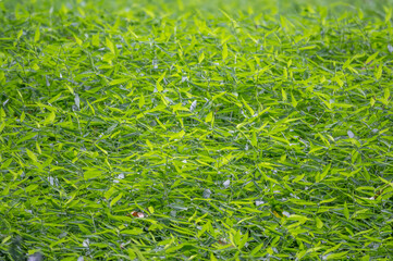 Background from fresh green not cut grass