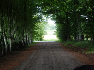 Obraz premium road in the forest