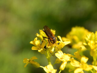 bee on yellow flower