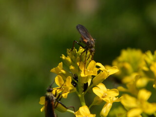 butterfly on flower