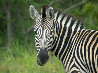 Fototapeta na wymiar Portrait of a Grevy's Zebra, natural habitat